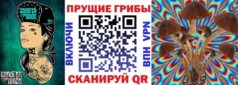 мега   Нерехта  Псилоцибиновые грибы Cubensis 